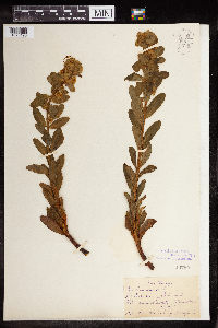 Euphorbia amygdaloides image