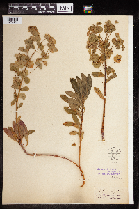Thumbnail image of current specimen
