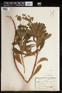 Euphorbia amygdaloides image