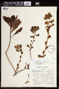 Euphorbia amygdaloides image