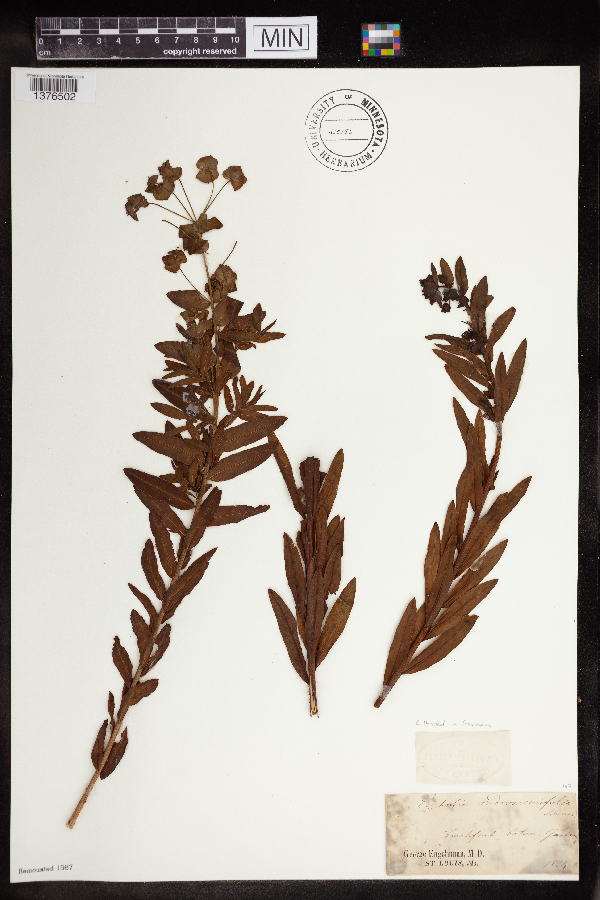Euphorbia androsaemifolia image