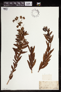 Media resource of Euphorbia androsaemifolia