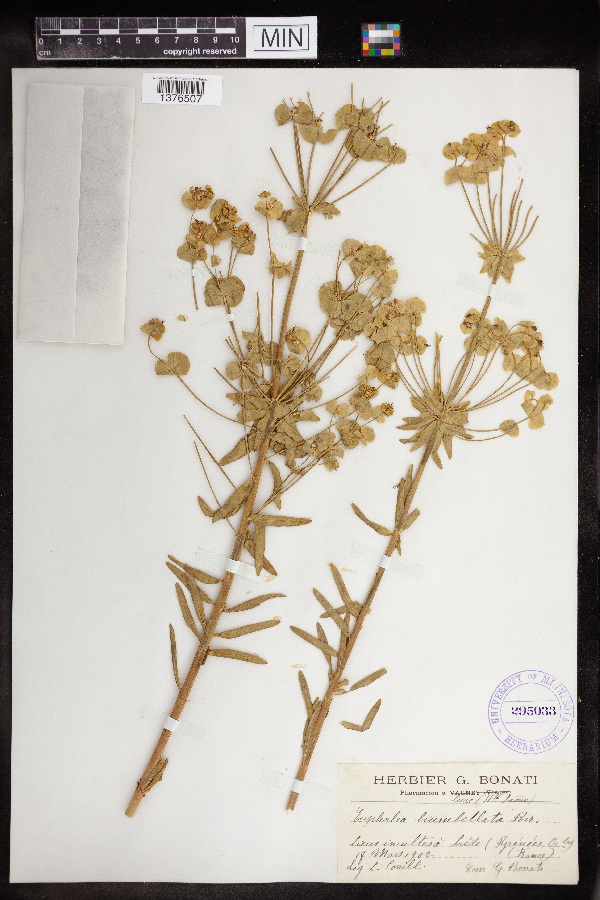 Euphorbia biumbellata image