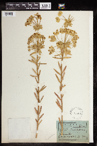 Euphorbia biumbellata image