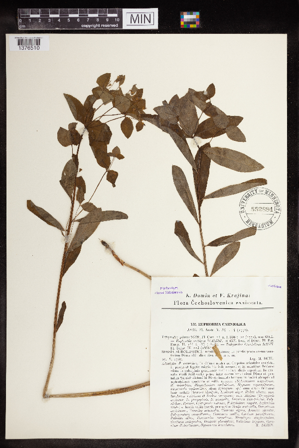 Euphorbia carniolica image