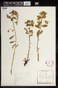 Euphorbia carniolica image