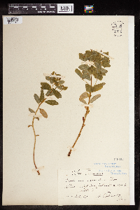 Euphorbia carniolica image