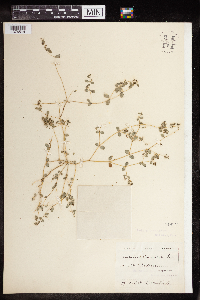 Euphorbia prostrata image