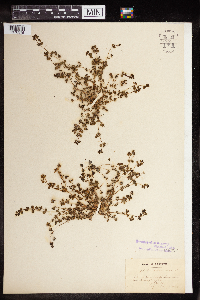 Euphorbia prostrata image
