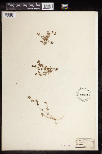 Euphorbia prostrata image