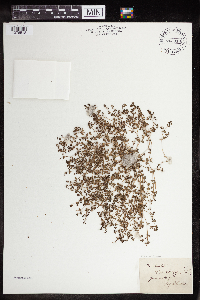 Euphorbia prostrata image