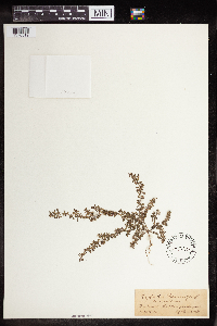 Euphorbia prostrata image