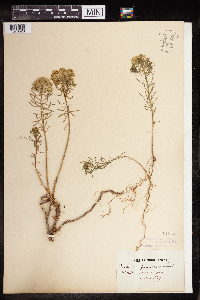 Thumbnail image of current specimen