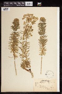 thumbnail image of current specimen