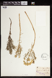 Thumbnail image of current specimen