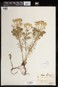 Thumbnail image of current specimen