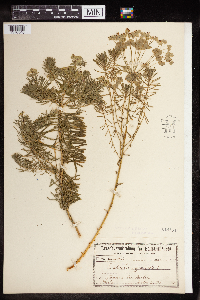 Thumbnail image of current specimen