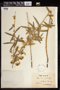 Euphorbia virgata image