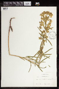 Euphorbia virgata image