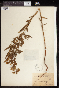 Euphorbia virgata image