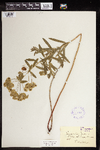 Euphorbia virgata image