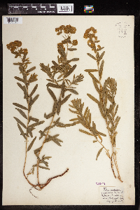 Euphorbia virgata image