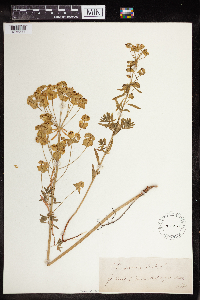 Euphorbia virgata image