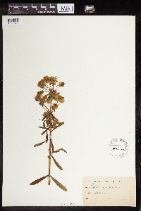 Euphorbia virgata image