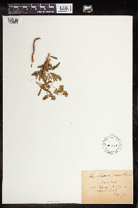 Euphorbia virgata image