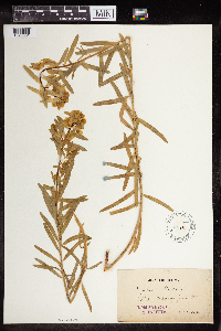 Euphorbia virgata image
