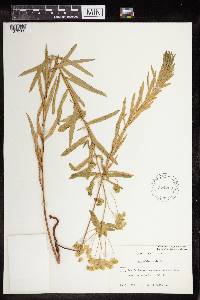 Euphorbia virgata image