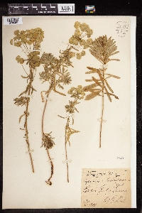 Euphorbia virgata image
