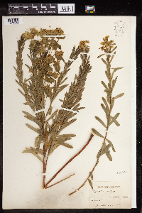 Euphorbia virgata image