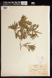 Euphorbia virgata image