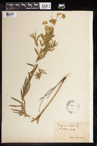 Euphorbia virgata image