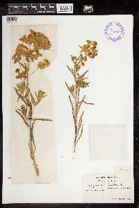 Euphorbia virgata image