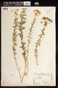 Euphorbia gerardiana image
