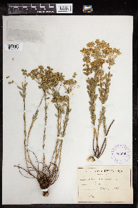 Euphorbia gerardiana image