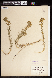 Euphorbia gerardiana image