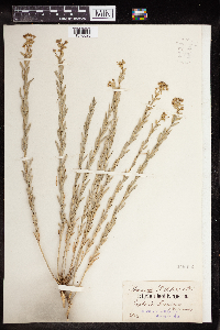 Euphorbia gerardiana image