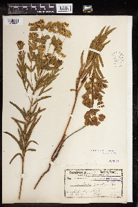 Euphorbia gerardiana image
