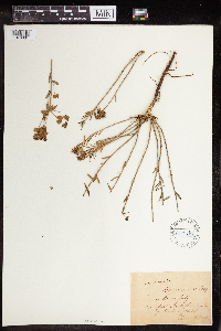 Euphorbia gerardiana image