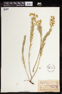 Euphorbia gerardiana image