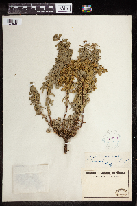 Euphorbia gerardiana image