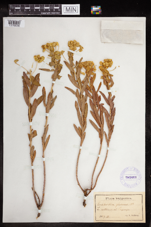 Euphorbia glareosa image