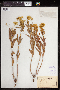 Image Associated With the Occurrence