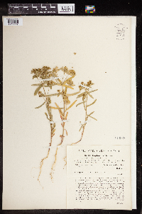Thumbnail image of current specimen