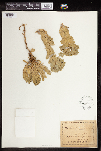 Euphorbia myrsinites image