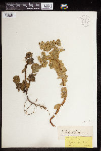 Euphorbia myrsinites image