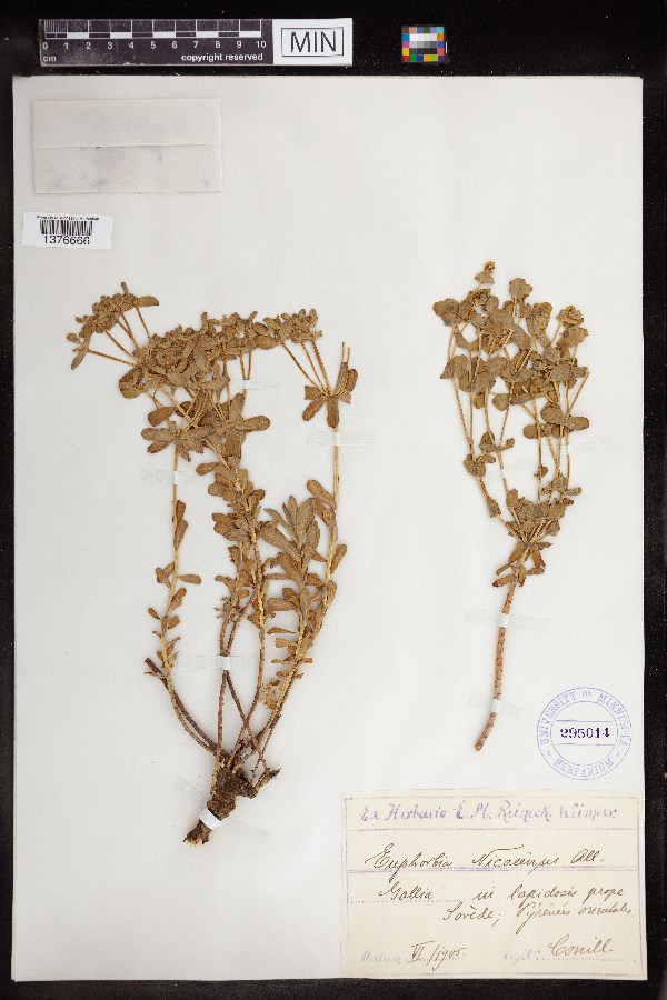 Euphorbia nicaeensis image